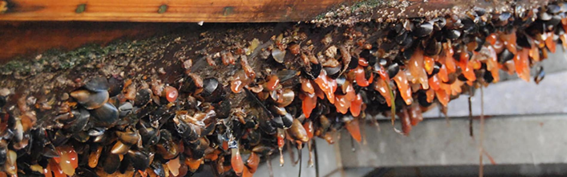 Biofouling back on the regulatory agenda