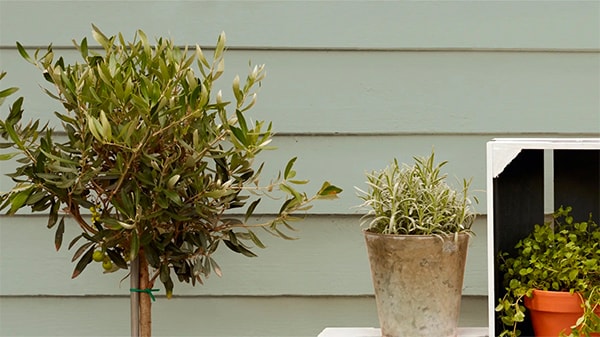 Inspiration for your garden
