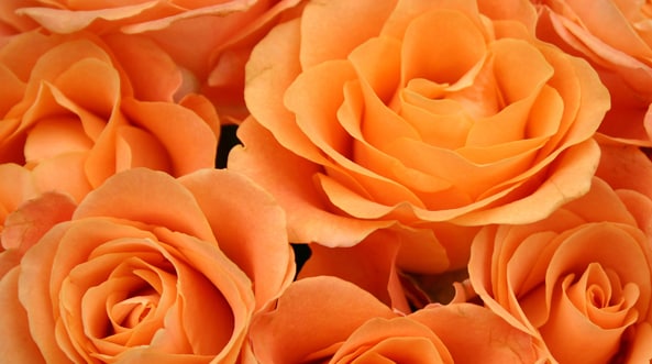 Decorate your home with coral shades to instantly add warmth and energy.