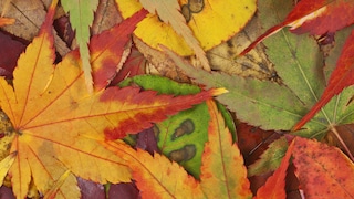 Autumn’s blaze of golden glory