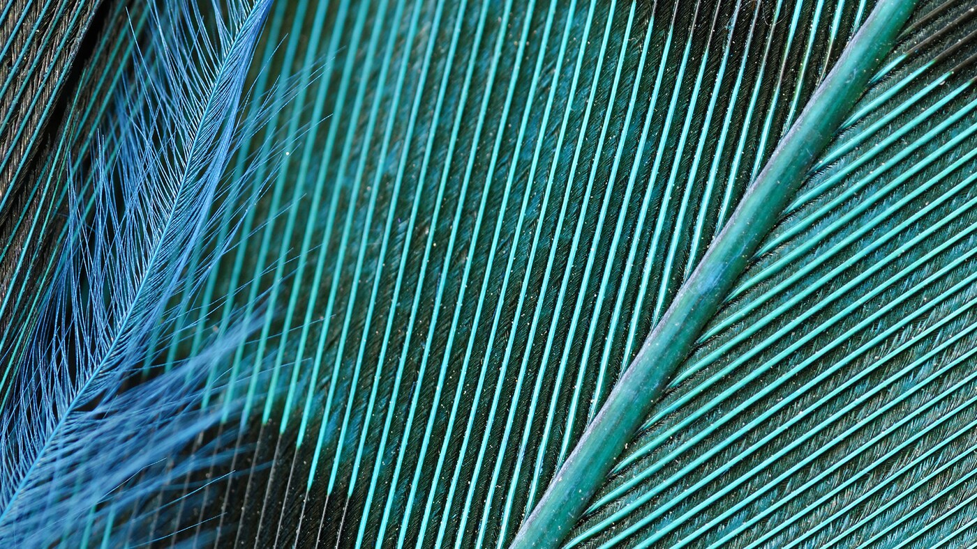Close-up of a striking teal bird’s feather.