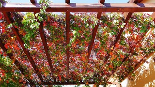 Pergola drewniana – ozdoba ogrodu!