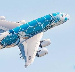 Turtle power catches the eye