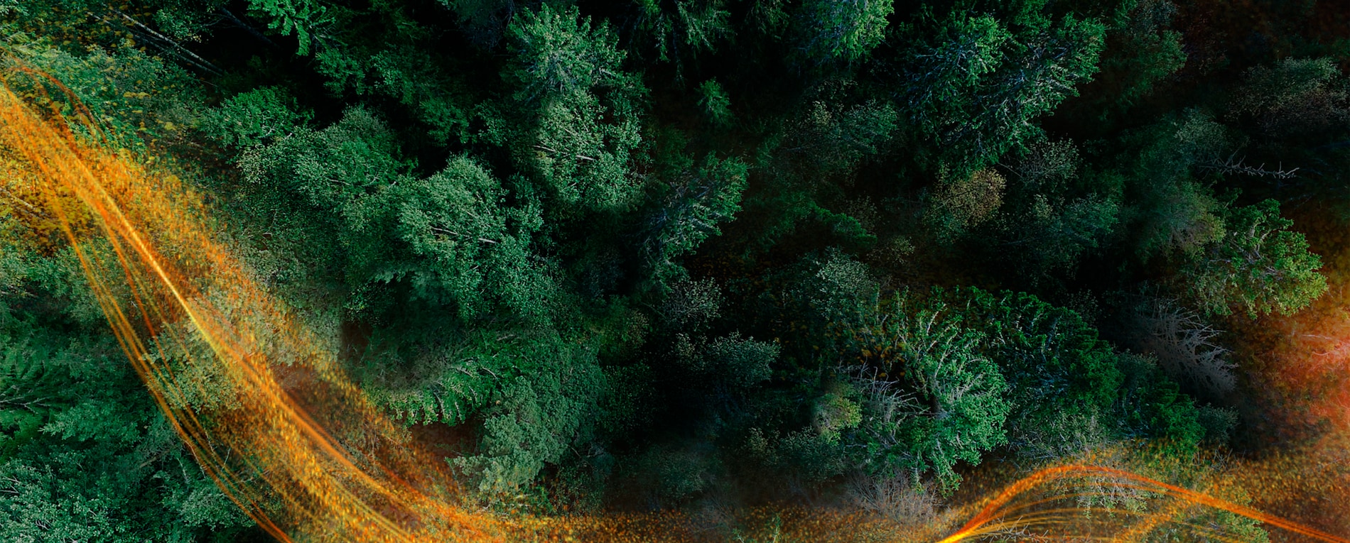 A child on a bike in forest