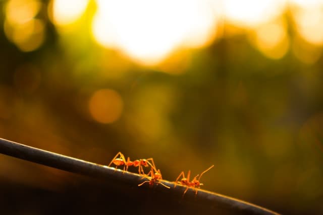 Giving ants the slip