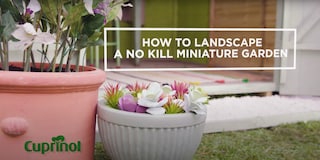 Low Maintenance Garden