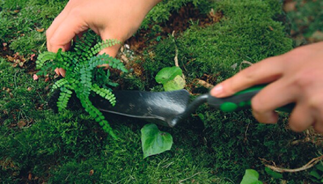 Forage for moss, pebbles and twigs