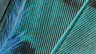 ¿Es un pájaro? ¿Es un color? ¡Sí! Es verde azulado