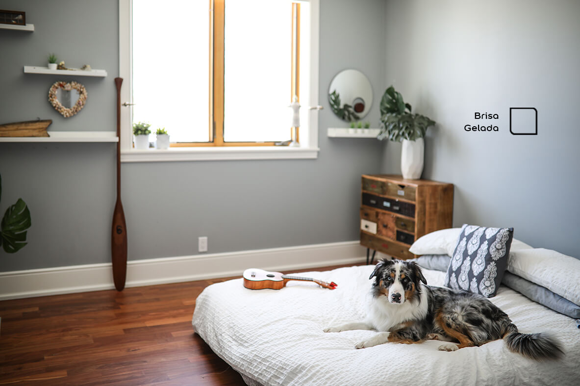 El universo de las mascotas