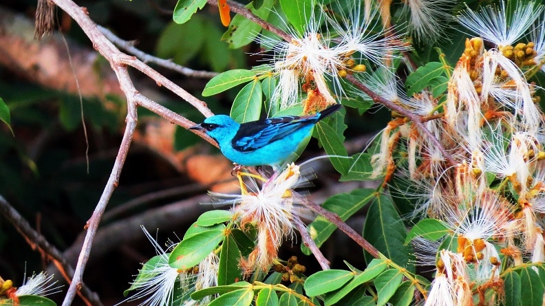 Ararinhas Avião Tintas Coral - animal 1