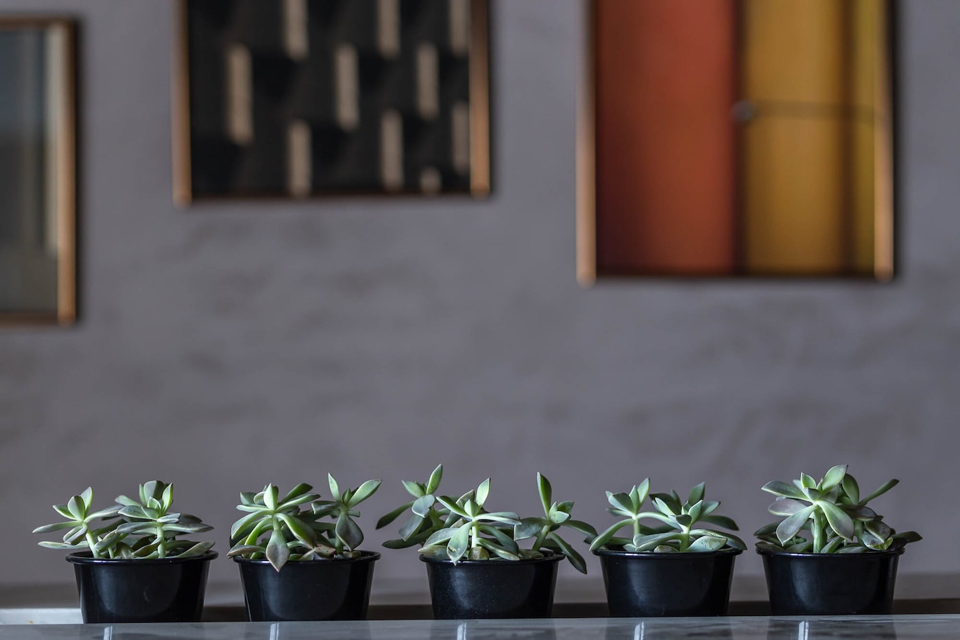 CORAL | CasaCor 2019 | Rio de Janeiro