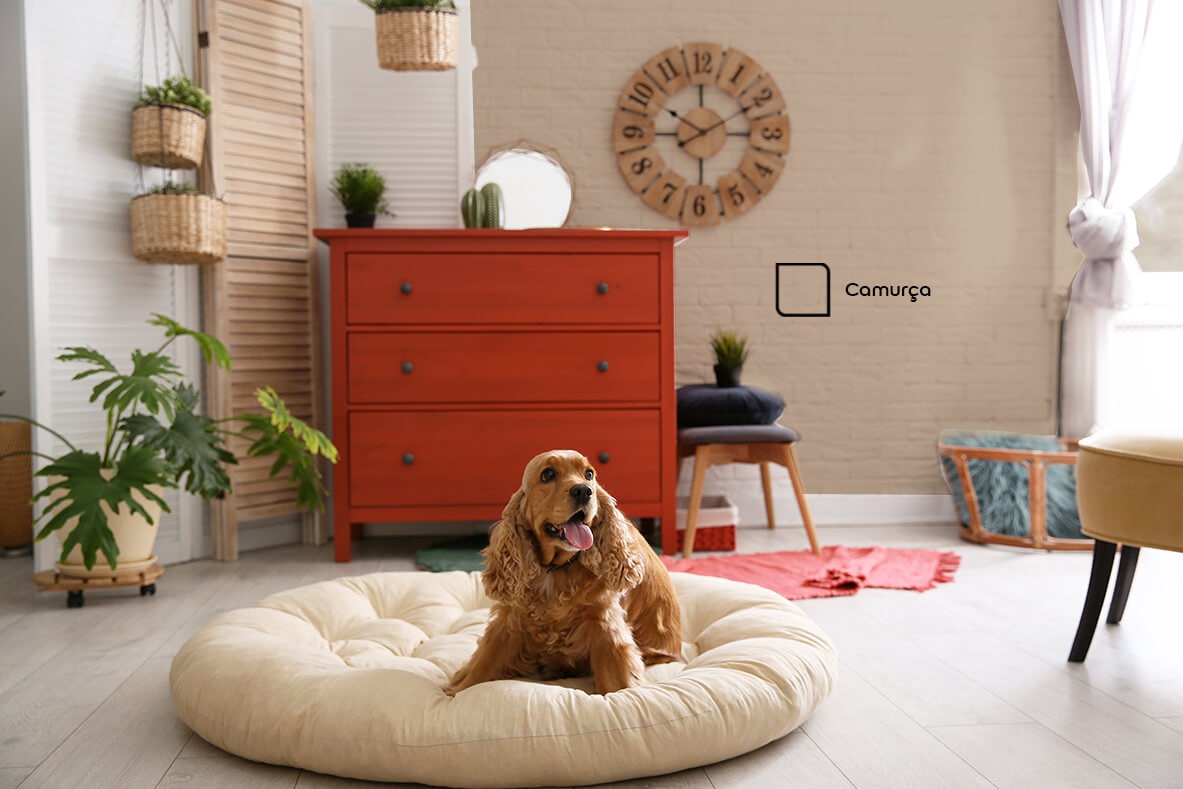 Sala de estar renovada com a cor Camurça da Tintas Coral, que combinou com o armarinho vermelho e a almofada para o pet. 