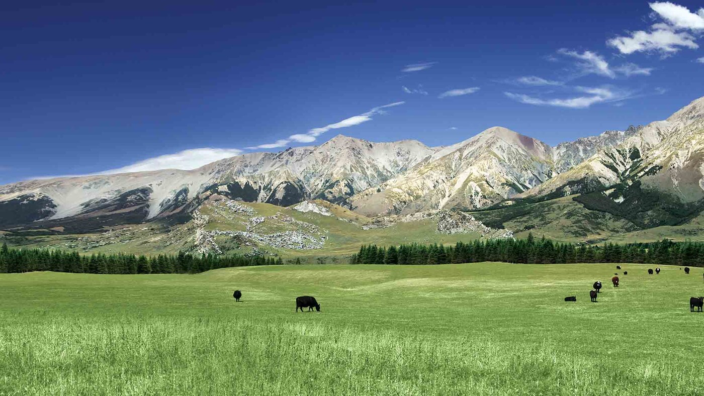 COW-Image Hero-New Zealand