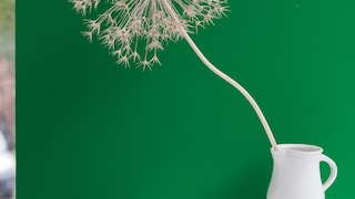 Need to focus? Create a green sanctuary