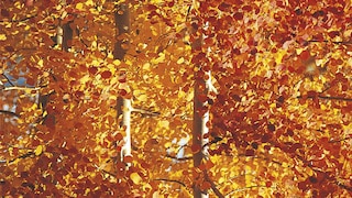 Give a warm welcome to guests with ochre