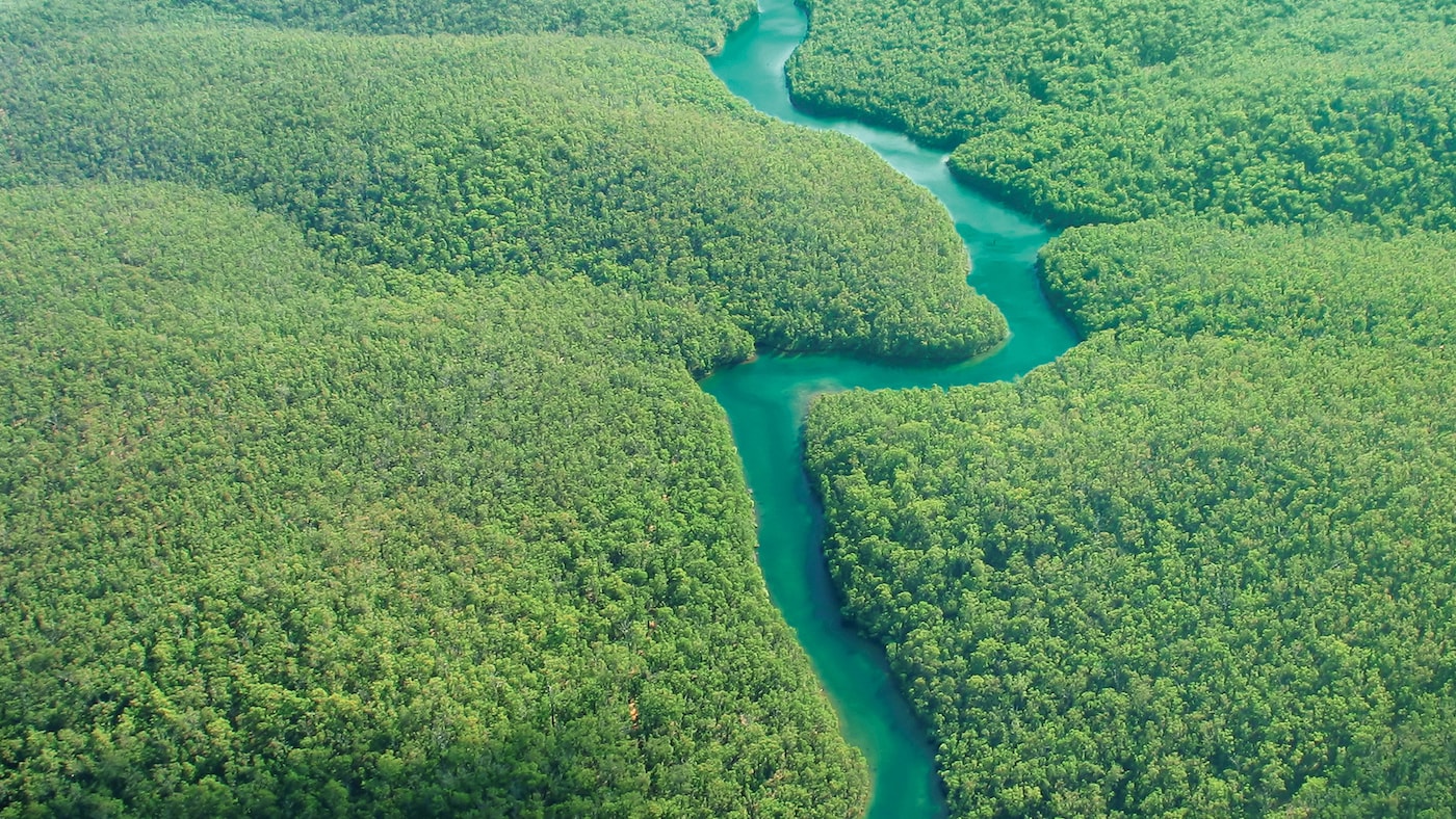 Aerial view of dark green forest and sparkling blue water.
