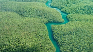 Revive your senses with green