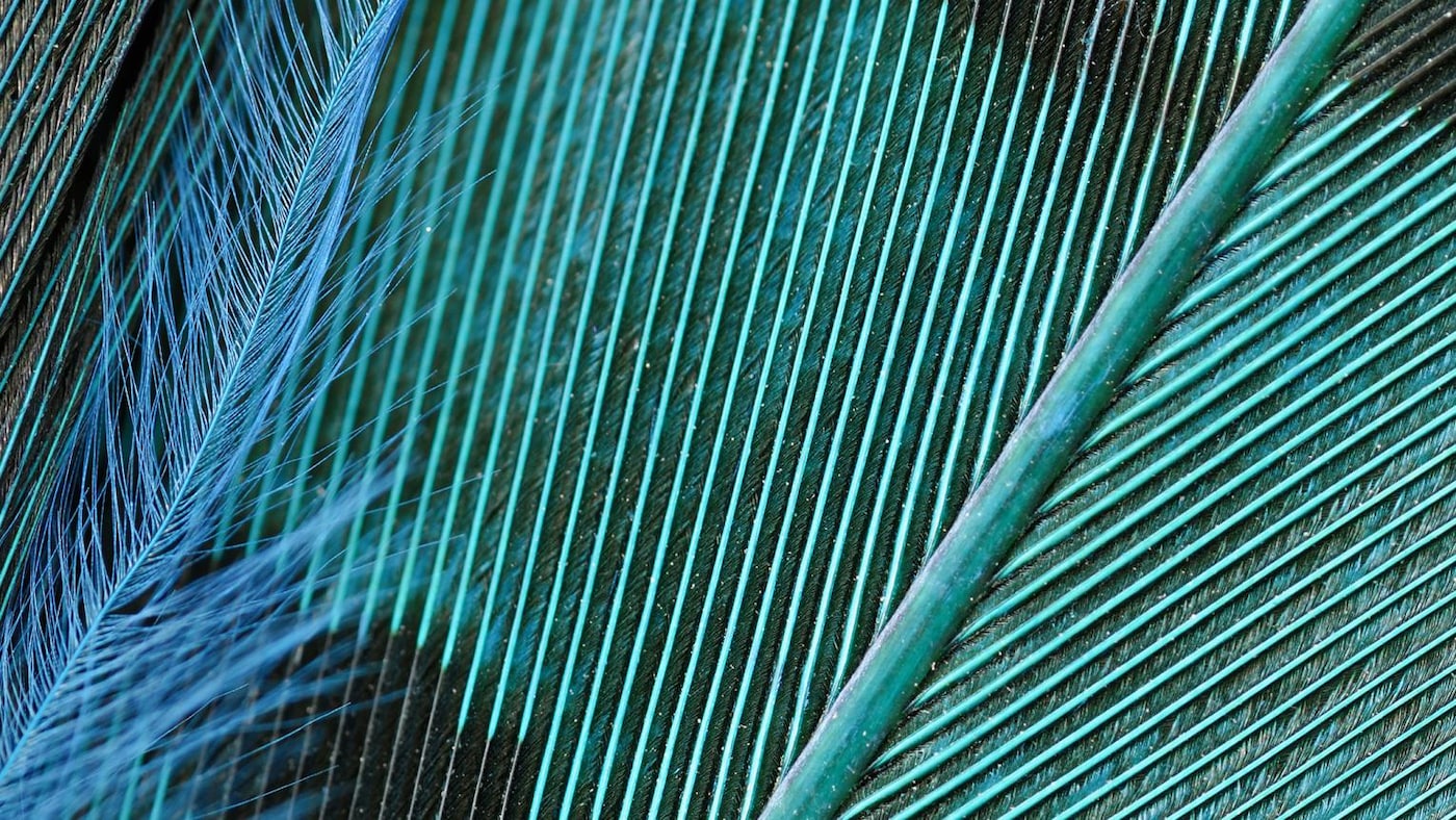 Close-up of a striking teal bird’s feather.