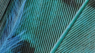 Colour of the year 2019