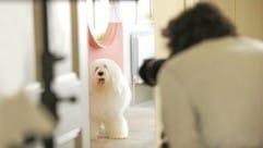 What’s in a tin of Dulux 6