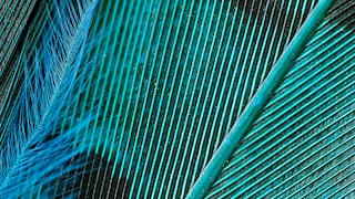 Is it a bird? Is it a colour? Yes! It’s teal