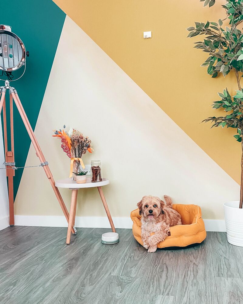 Ideal Accent Walls as a backdrop for making videos at home