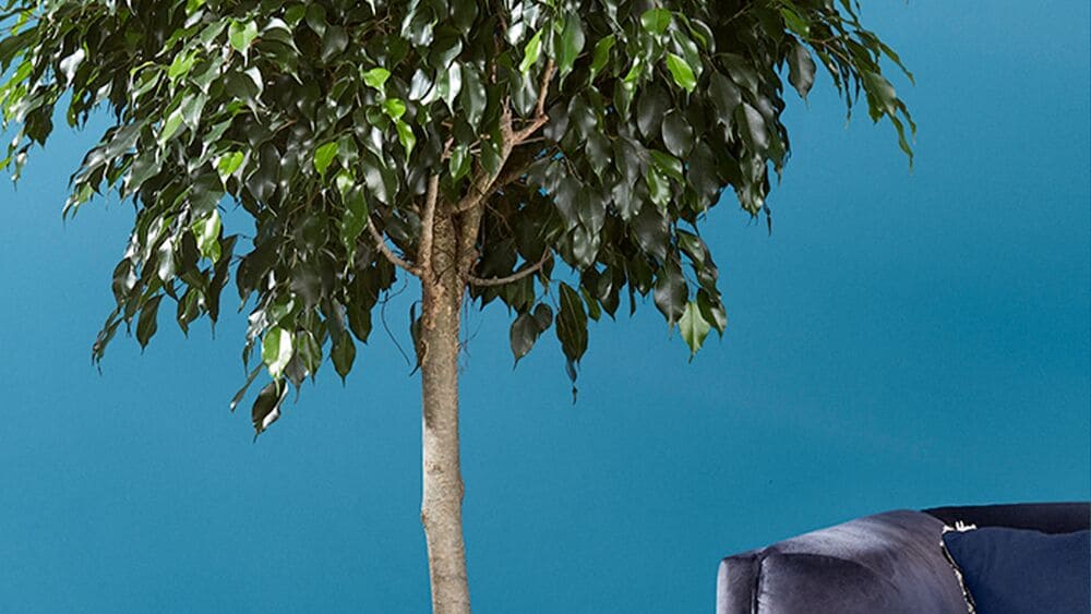 From Nature to Palette Discovering the Charm of BioBased Sustainable