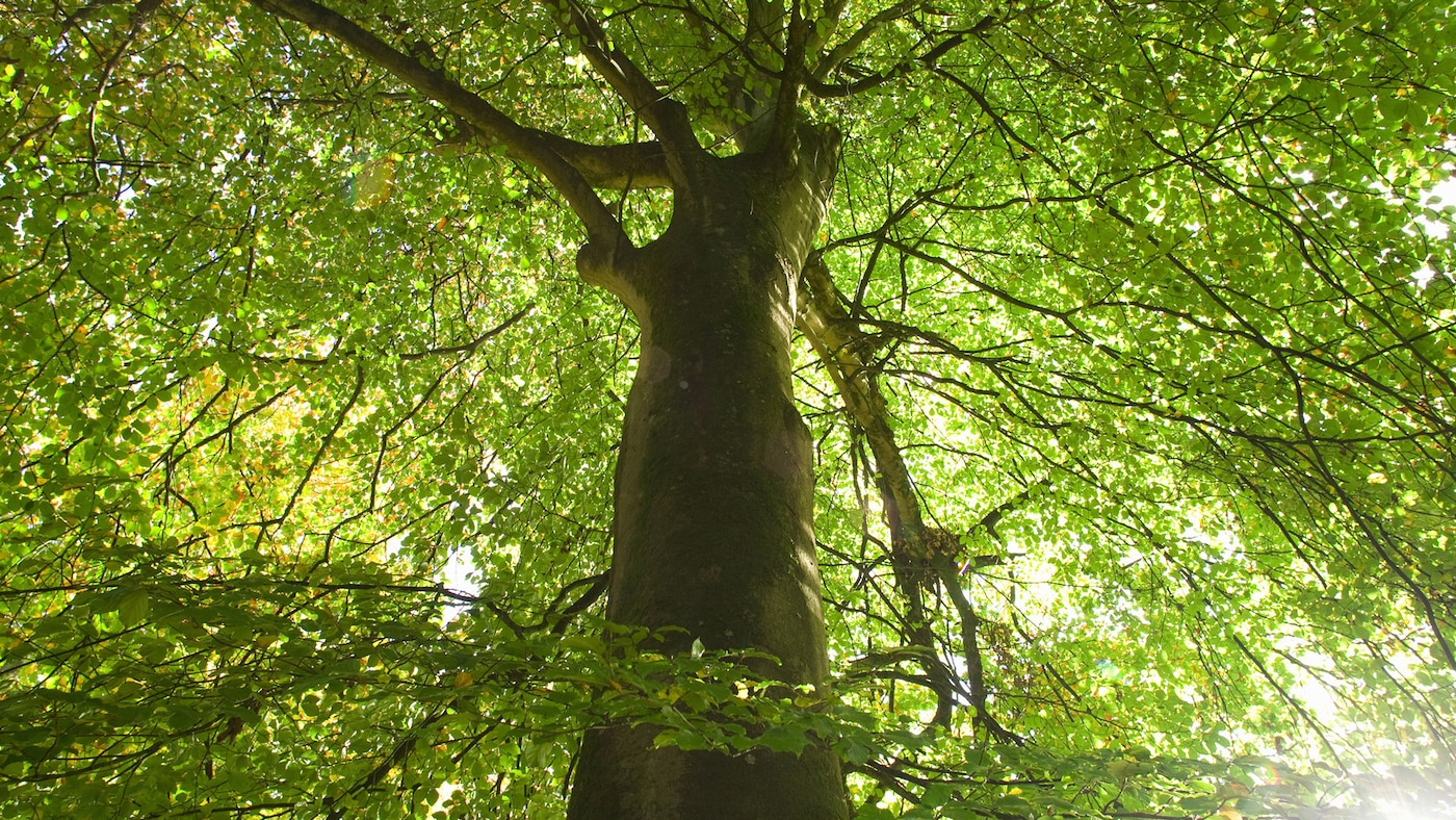 Healthy green tree symbolises positive feelings.