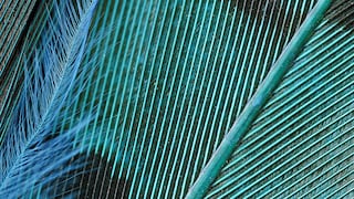 Is it a bird? Is it a colour? Yes! It’s teal