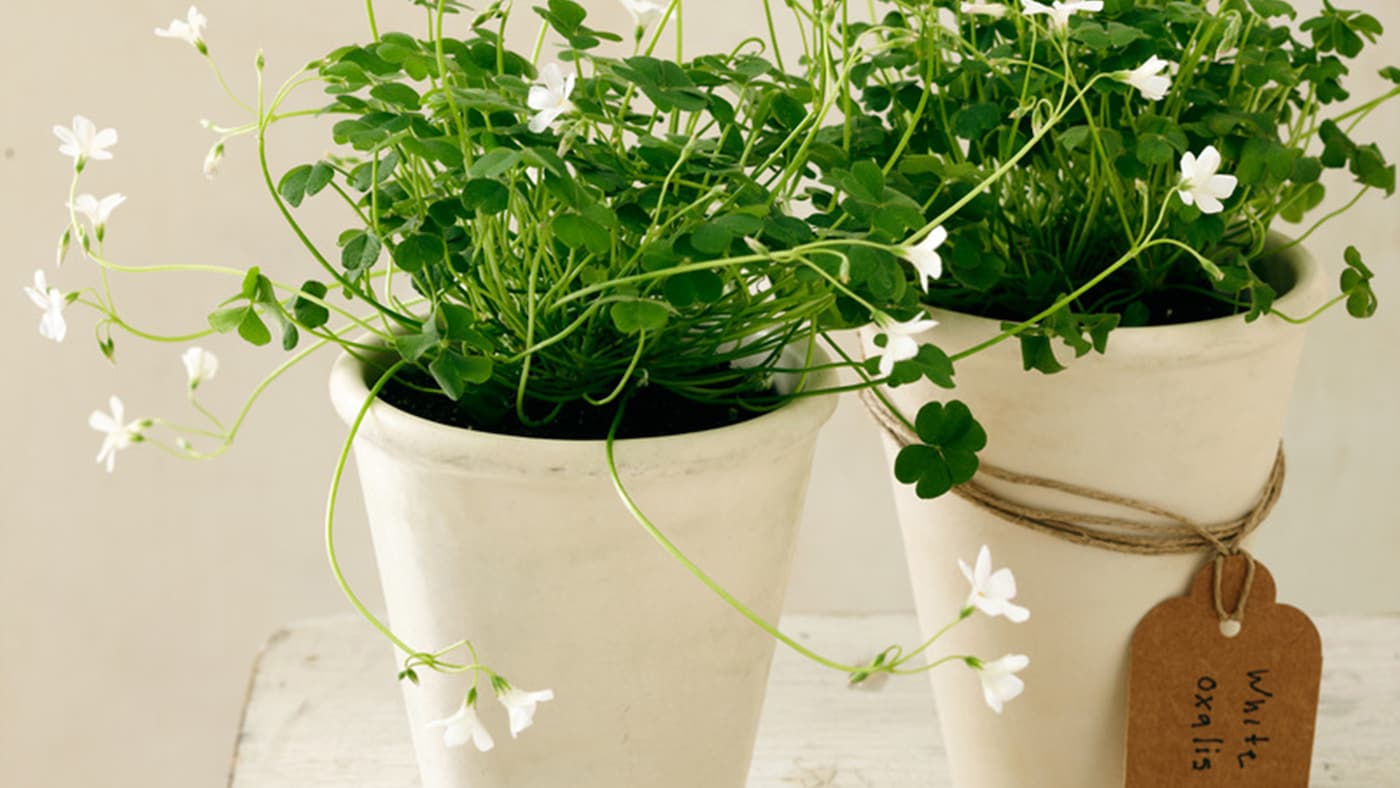 Looking for a warm shade of white? Try ivory, a classic and understated hue that always provides the perfect backdrop. 