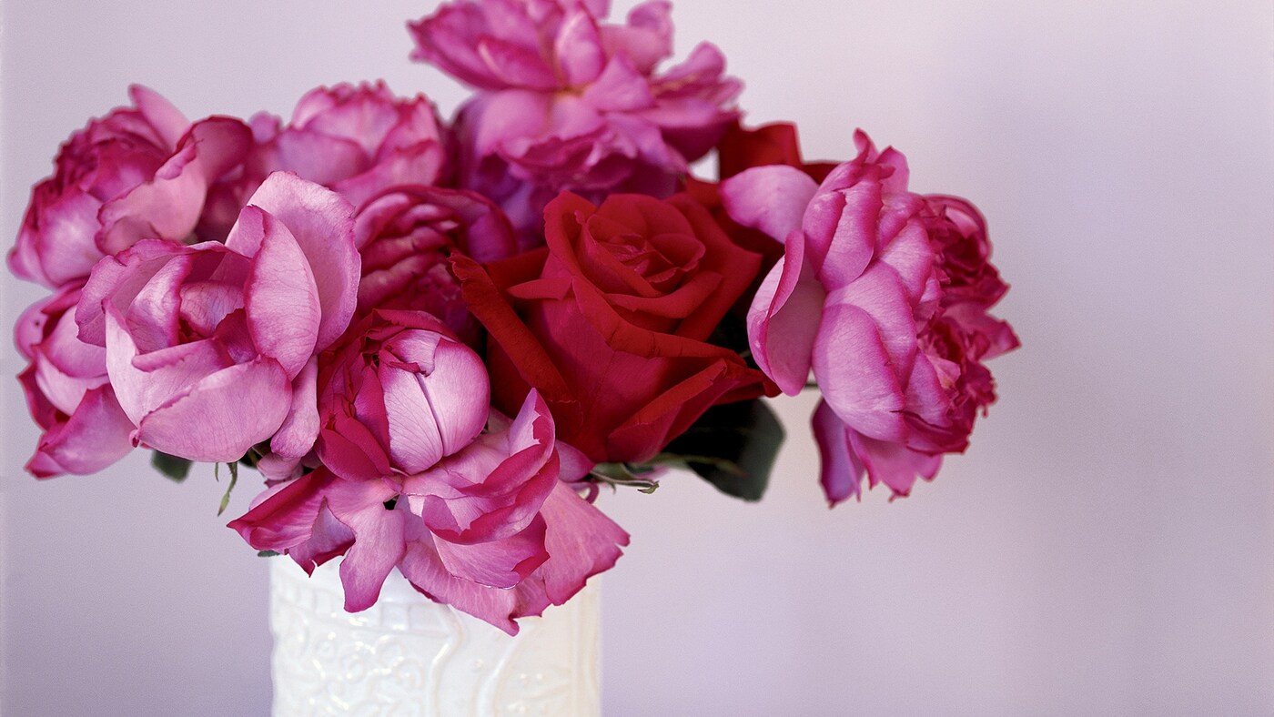 Stunning pink and red flowers symbolise romance.