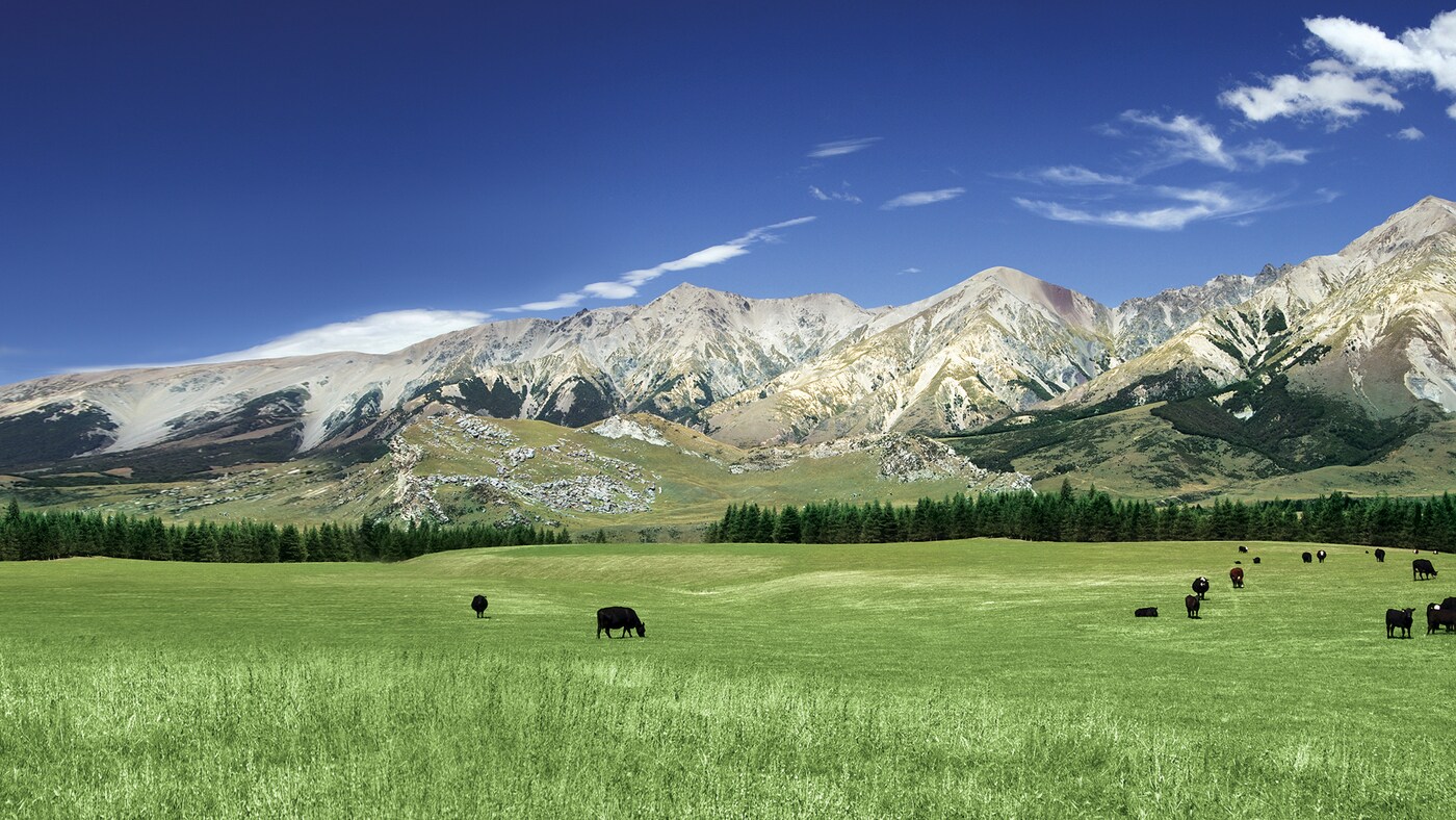 COTW - Refreshing New Zealand Main