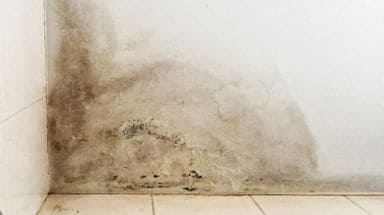 ผนังชื้น