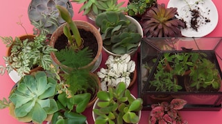 用苔蘚綠感受大地