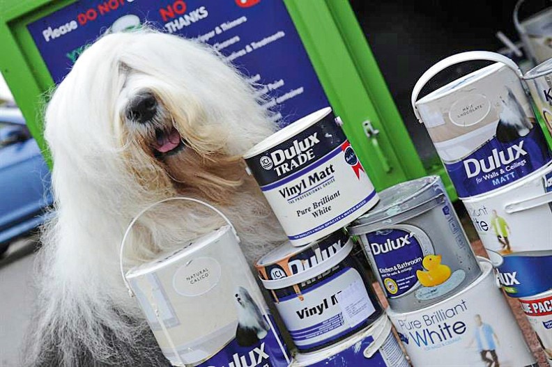 dulux dog