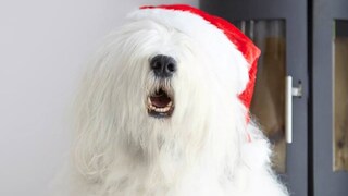 Christmas & New Year Delivery Schedules