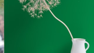 Need to focus? Create a green sanctuary