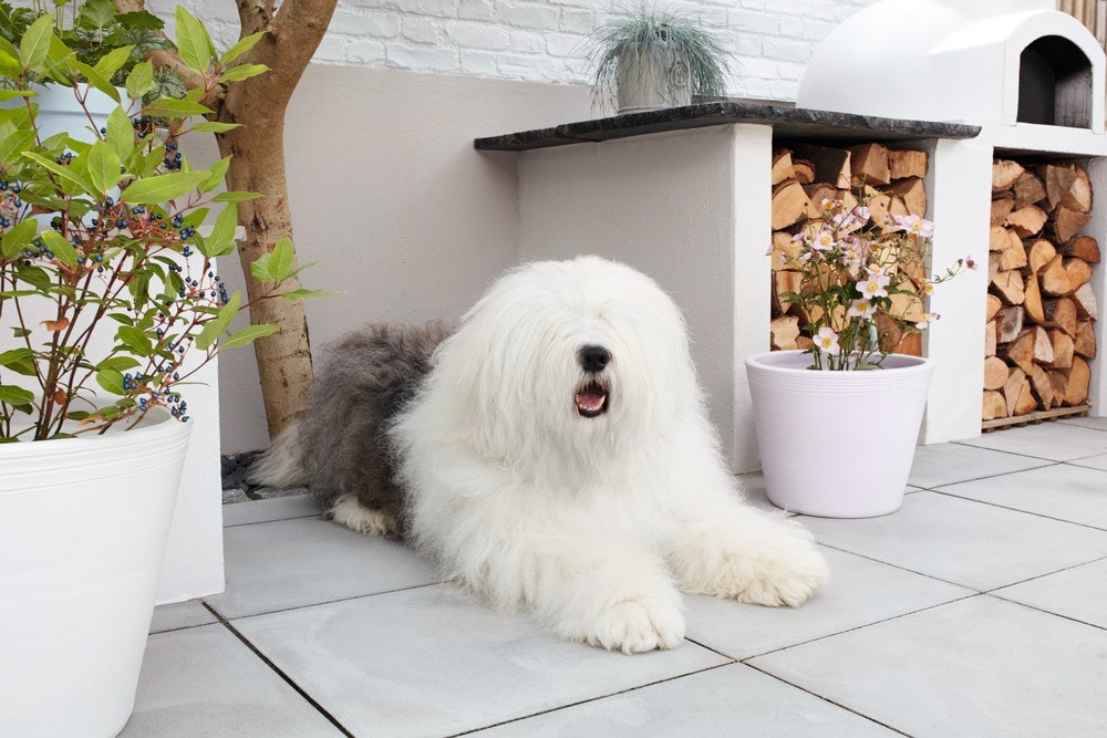 Dulux dog outside