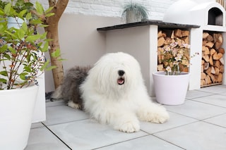 Dulux Weathershield | Exterior Masonry, Gloss & Satin Paints