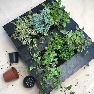 Micro Makeover: How to Create a Mobile Pallet Garden