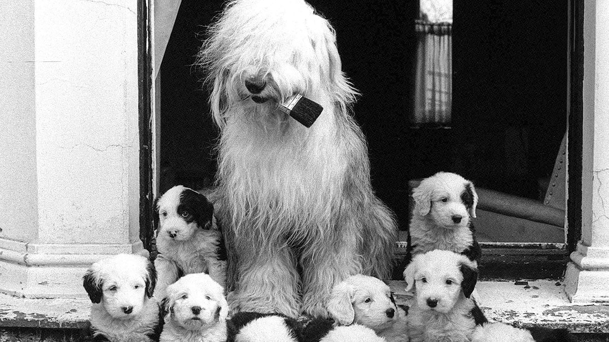 Dulux Dog 60th Birthday