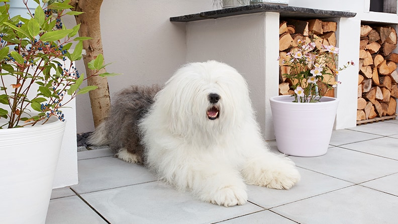 Looking after our best friends