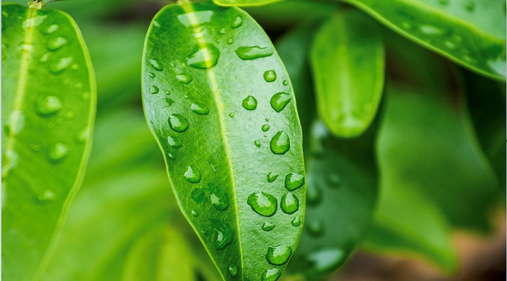 Cảm hứng từ thiên nhiên