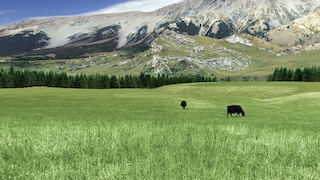 New Zealand tươi mát 