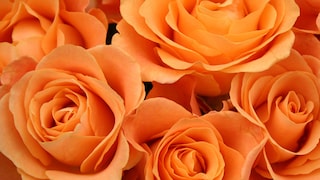 Add a splash of sunshine with tropical coral