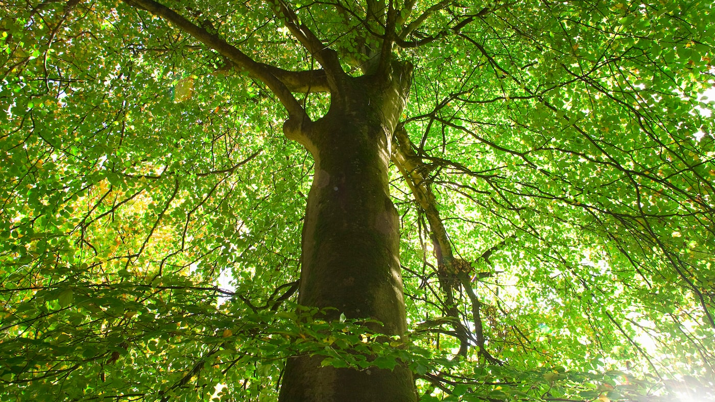Healthy green tree symbolises positive feelings.