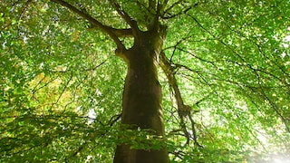 Are you in the green party?