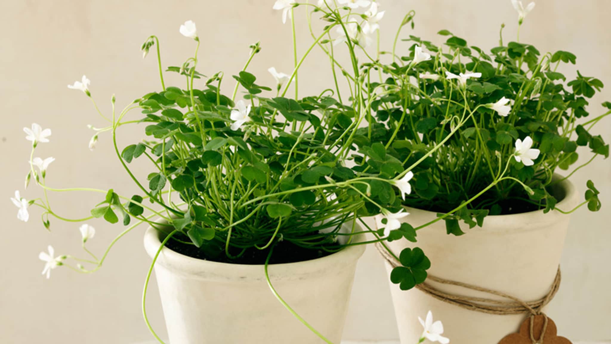 The most flattering shade of white