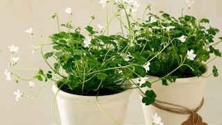 The most flattering shade of white