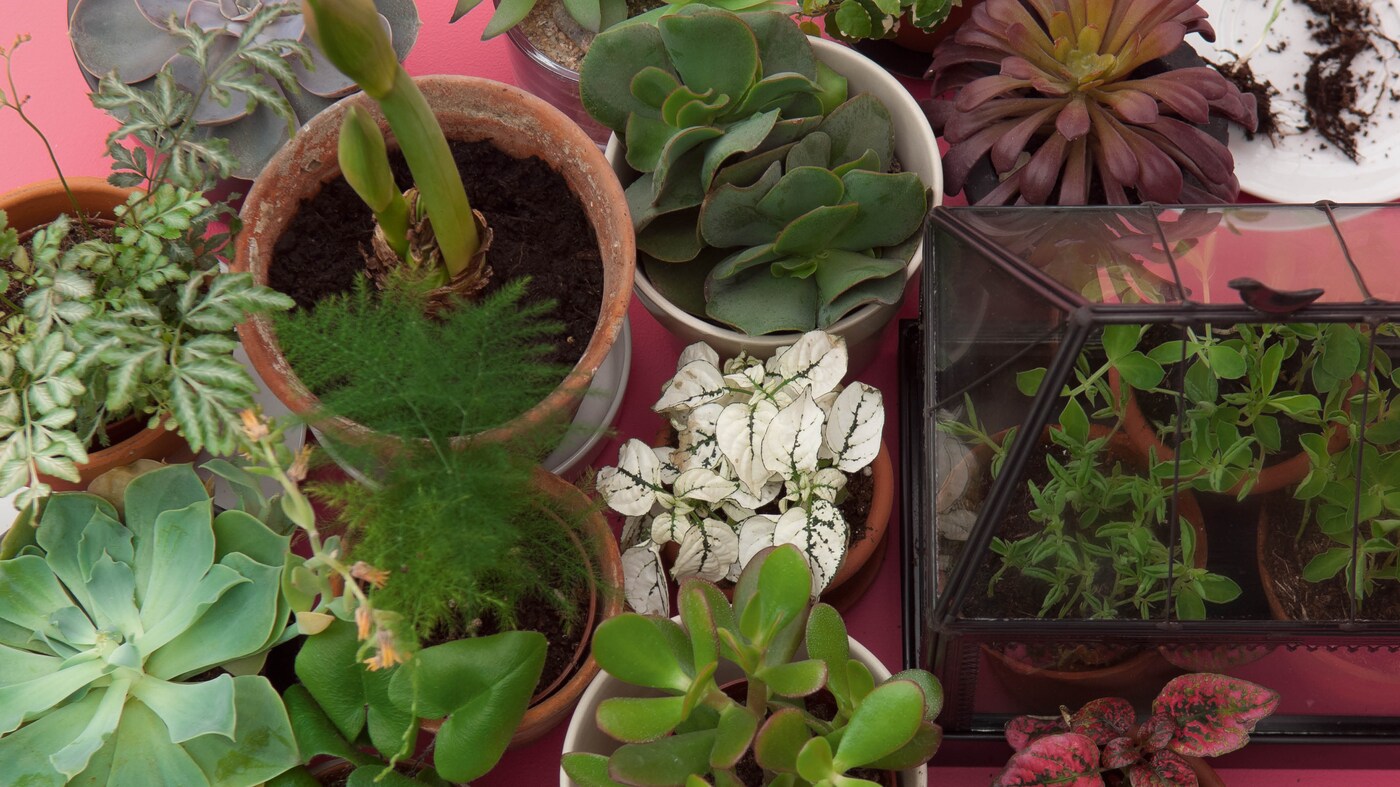 Plants add a friendly, fresh and human feel to almost any room. 